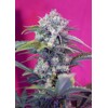 Sweet Seeds Cream Mandarine Auto 3 pcs