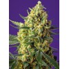 Sweet Seeds Crystal Candy XL Auto 3 seeds