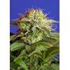 Sweet Seeds Green Poison 3 pcs