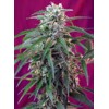 Sweet Seeds Green Poison XL Auto 3 pcs