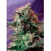 Sweet Seeds Jack 47®  3 seeds