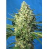 Sweet Seeds Jack 47 XL Auto 3 seeds