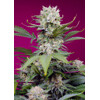 Sweet Seeds Sweet Mandarine Zkittlez XL Auto 3 pcs