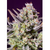 Sweet Seeds Sweet Zenzation XL Auto 3 pcs