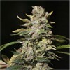 Eva Seeds TNT Kush 5 seeds