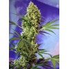 Sweet Seeds Big Devil Auto 3 pcs