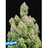 FastBuds Original Cinderella Auto 1 seeds