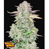 FastBuds Original Trainwreck Auto 100 seeds