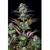 FastBuds Original Auto Blueberry 100 seeds