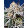 Sweet Seeds Orange Apricot Glue XL Auto 3 seeds