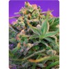 Sweet Seeds Sweet Cheese 5 pcs