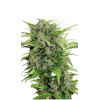 Serious Seeds Auto AK 47 6 pcs