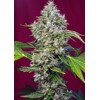 Sweet Seeds San Fernando Lemon Kush