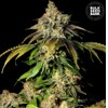 Bulk Seed Bank Auto Bruce Banner #5 10 pcs