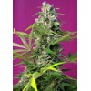 Sweet Seeds Gorilla Girl Feminized 3 pcs