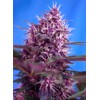 Sweet Seeds Red Poison Auto 5 pcs