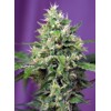 Sweet Seeds Sweet Amnesia Haze XL Auto 3 pcs