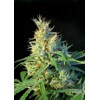 Sweet Seeds Psicodelicia 3 pcs