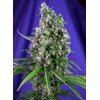 Sweet Seeds Sweet Trainwreck Auto 5 pcs