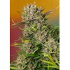 Sweet Seeds Papaya Zoap Auto 5 pcs