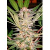 Sweet Seeds S.A.D. Sweet Afghani Delicious S1 3 pcs