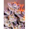 Sweet Seeds Tropicana Poison XL Auto 5 pcs