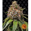 Barney's Farm White Widow XXL 3 pcs