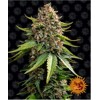 Barney's Farm White Widow XXL Auto 3 pcs