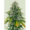 Royal Queen Seeds Royal Moby 5 pcs