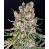 Barney's Farm GMO Auto 3 seeds