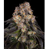 Barney's Farm Girl Scout Cookies 3 seeds