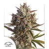 Dutch Passion Seed Company Auto Blueberry 100 seeds