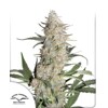 Dutch Passion Seed Company Auto Critical Orange Punch 7 seeds