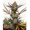 FastBuds Apple Strudel Auto 3 seeds