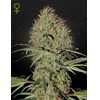 Green House Seed Co. Super Bud Auto 5 seeds