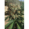 Humboldt Seed Company Sapphire OG 3 seeds