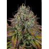 Paradise Seeds Apricot Candy 5 seeds