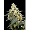 Paradise Seeds Lemonade Auto 3 seeds