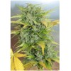 Serious Seeds Auto AK-47 3 seeds