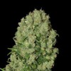 Serious seeds White russian F 3 seeds