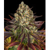 Barney's Farm Biscotti 10 seeds