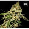 Bulk Seed Bank Bruce Banner #5 10 pcs