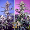 Sweet Seeds Sweet Monster Mix 4 pcs