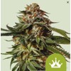 Royal Queen Seeds Special Queen 1 Auto 10pcs