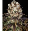 Barney's Farm Bruce Banner 3 pcs
