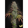 Paradise Seeds Blue Gem 3 seeds