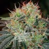 Blimburn Seeds Fat Bastard 9pcs