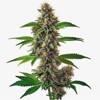 Blimburn Seeds Fat Bastard Auto 6pcs
