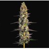GrowersChoice Unicorn Wagyu auto 5 pcs