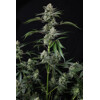 FastBuds Banana Guava 3 seeds